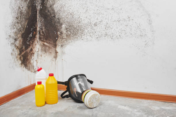 Best Toxic Mold Removal  in Salt Creek Commons, IN