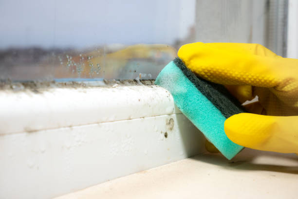 Best Mold Damage Repair  in Salt Creek Commons, IN