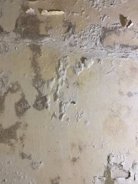 Best Mold Removal Near Me  in Salt Creek Commons, IN
