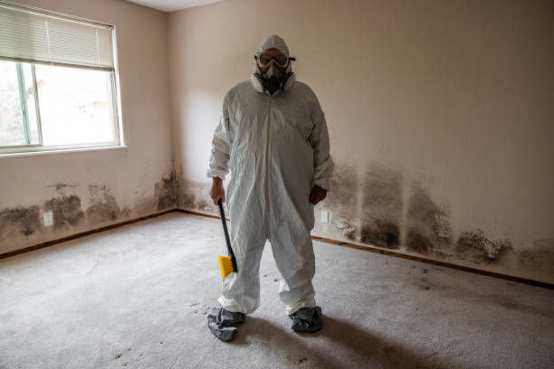 Attic Mold Removal in Salt Creek Commons, IN
