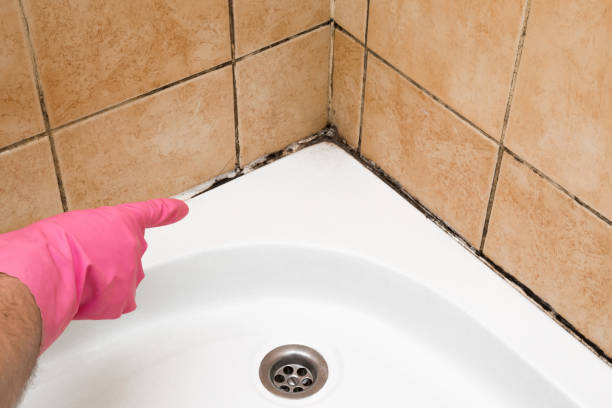 Best Mold Removal Company Near Me  in Salt Creek Commons, IN